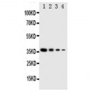 NTAL Antibody