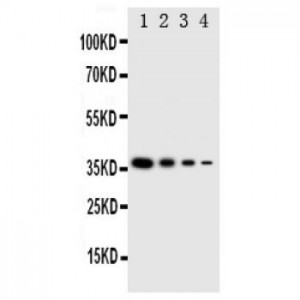 NTAL Antibody