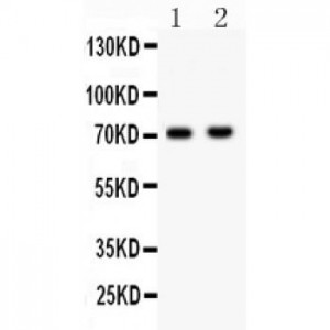 NUMB  Antibody