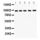 NUP98  Antibody