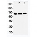 NUR77 Antibody