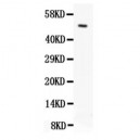 Orai1 Antibody