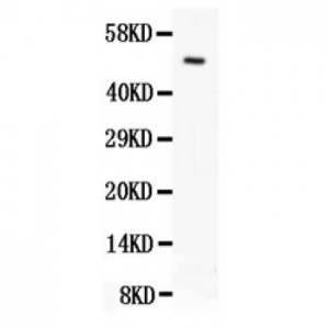 Orai1 Antibody