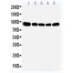 OSBP1 Antibody