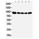 OSBP1 Antibody