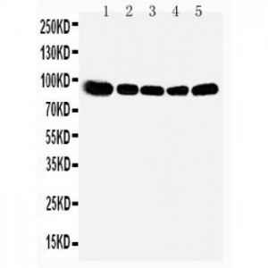 OSBP1 Antibody