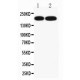 P180 Lamellar Body Protein Antibody