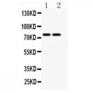 P2RX4 Antibody