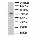 P2RX7 Antibody