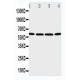 P2X6 Antibody