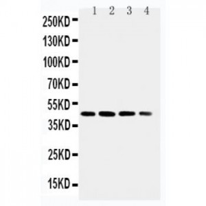 p75 NGF Receptor Antibody