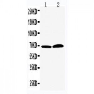 PADI4/PAD4 Antibody