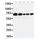 Paxillin Antibody (monoclonal)