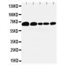 Paxillin Antibody (monoclonal)