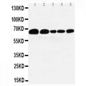 Paxillin Antibody (monoclonal)