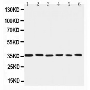 PBK Antibody