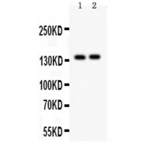 PER2  Antibody