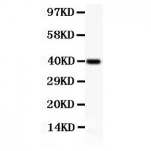 Perforin  Antibody