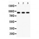 Periostin Antibody