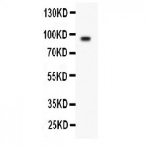 Periostin Antibody