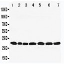 Peroxiredoxin 4 Antibody