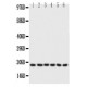 Phospholamban Antibody