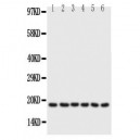 Phospholamban Antibody