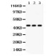 Phosphoserine Antibody (monoclonal)