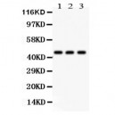 Phosphoserine Antibody (monoclonal)