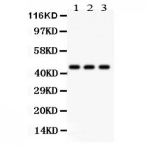 Phosphoserine Antibody (monoclonal)