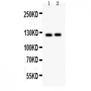 PIK3CA  Antibody