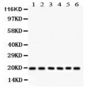 Pin1  Antibody