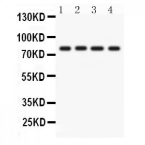 PKC eta  Antibody