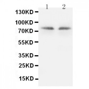 PKC gamma Antibody