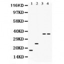 PLN  Antibody