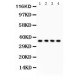 Podoplanin/gp36 Antibody