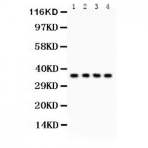 Podoplanin/gp36 Antibody