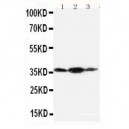 Podoplanin/gp36 Antibody