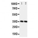 Podoplanin/gp36 Antibody