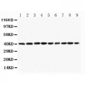 PON1 Antibody