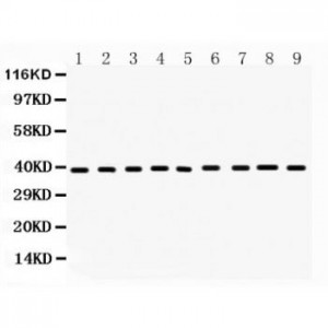 PON2 Antibody