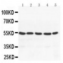 PPAR gamma Antibody