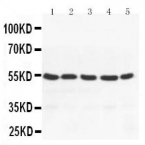 PPAR gamma Antibody