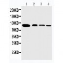 PPIG Antibody