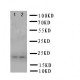 Prion protein PrP Antibody