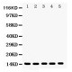 Profilin 1  Antibody