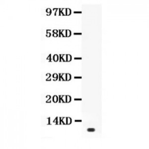 Prolactin  Antibody