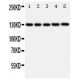 PROM1 Antibody