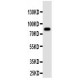 Proprotein convertase PC4 Antibody