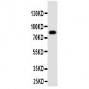 Proprotein convertase PC4 Antibody